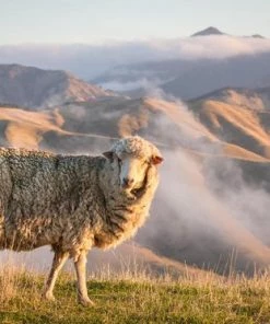 Merkloos SóMerino 77% Merino Wollen Sokken - Grijs - 46/48 - 2 Paar -beenmode Verkoop 550x373